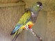 گزارش تصویری/ باغ پرندگان بروجرد در محل باغ فدک در جمهوری اسلامی ایران  