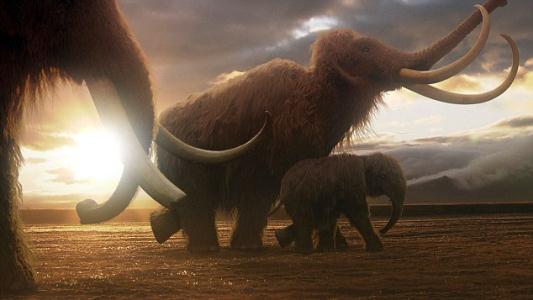 لاشه جانوری به نام ماموت از عصر یخبندان کشف شد + تصاویر شگفت انگیز