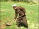 کشاورزان نبات سویابین به جای کوکنار زرع می کنند