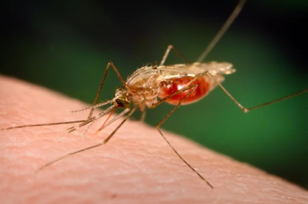 كشورهای عضو اتحادیه آ.سه.آن برنامه های مشترکی برای مقابله با بیماری مالاریا اجرا کنند