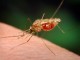 كشورهای عضو اتحادیه آ.سه.آن برنامه های مشترکی برای مقابله با بیماری مالاریا اجرا کنند