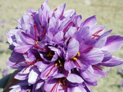 زعفران به عنوان پر رونق ترین محصول در سبد کشاورزی هرات شناخته شد