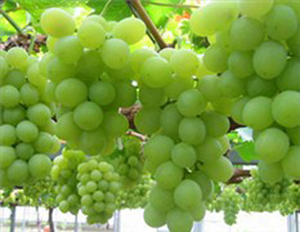 محصولات انگور در ولایت هرات رو به افزایش است