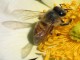 ‌اعجاز قرآن در کندوسازی زنبور عسل