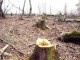 نگرانی ریاست حفاظت از محیط زیست هرات از قطع بی رویه جنگلات