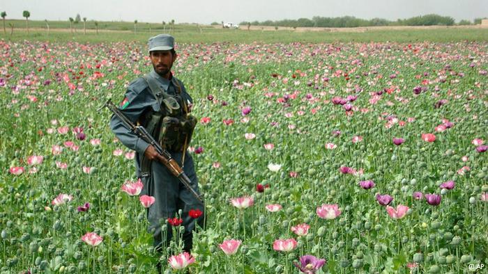 کشت مواد مخدر در افغانستان افزایش یافته؛ تولید مخدر کاهش
