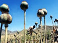 روسیه و افغانستان همکاری در عرصه ضد مواد مخدر مورد بحث قرار میدهند