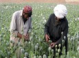 نیروهای نظامی خارجی ، حامی تجارت مواد مخدر در افغانستان