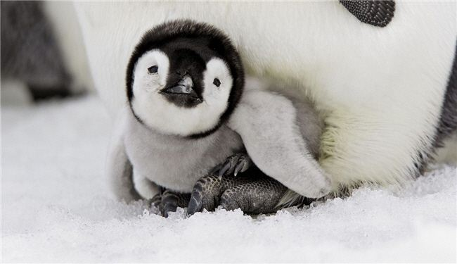 حادثه ای نادر در دنیای پنگوئن ها