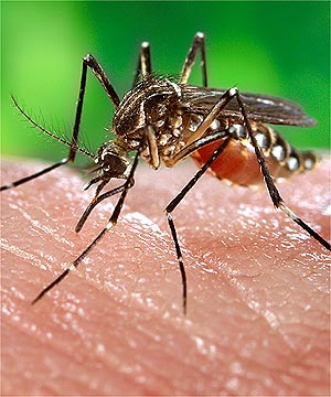 قطع بودجه پلان مبارزه با مالاریا را به خطر می اندازد