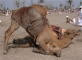 Camel wrestling in Pakistan  <img src="https://cdn.avapress.com/images/picture_icon.png" width="16" height="16" border="0" align="top">
