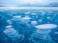 Ice bubbles in Abraham frozen lake in Alberta, Canada  <img src="https://cdn.avapress.com/images/picture_icon.png" width="16" height="16" border="0" align="top">