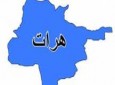 ۵۳ گروه مسلح طالب در ولایت هرات به پروسه صلح پیوسته اند.