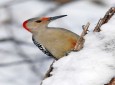 پرندگان زیبا در فصل زمستان پارک جنگلی میلفورد میشیگان  