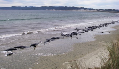 خودكشي جمعي نهنگها در سواحل نيوزيلند