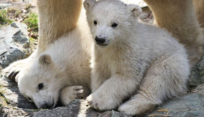 توله هاي خرس قطبي در كنار مادر خود در باغ وحش چك