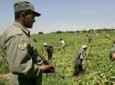 ۱۵۷ هزار هکتار زمین در سراسر افغانستان زیر کشت مواد مخدر است