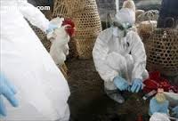 شمار تلفات آنفلوانزاي پرندگان در چين به ۲۰ نفر رسيد