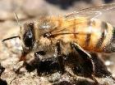 زنبورهای ماین یاب در کرواسی