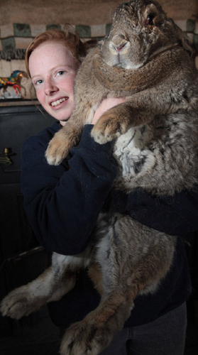 چاق ترين خرگوش جهان
