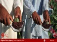 ۹۰ فی‎صد تریاک جهان در افغانستان تولید می شود