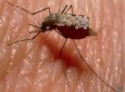 پشه مالاریا به بوی عرق پای انسان علاقه دارد