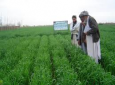 نسبت به سالهای گذشته، غلات در هرات رشد چشمگیری داشته است