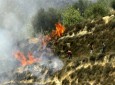 صهیونیست‌ها ۴۰۰ درخت زیتون را به آتش کشیدند
