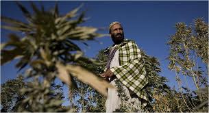 Afghanistan: Cannabis and Opium Business