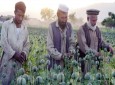 تولید هروئین در افغانستان طی دوازده سال گذشته چهل برابر شده است