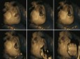 چگونگی لمس صورت و سر جنین نشانه ای برای میزان رشد جسمی و روانی