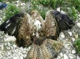 عقاب جاسوس اسرائیلی شکار شد