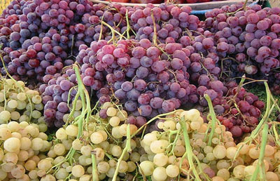 کاهش حاصلات انگور در هرات