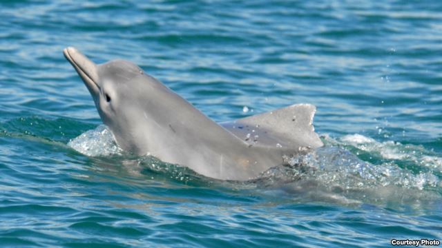 گونه جدیدی از دلفین گوژپشت در آبهای آسترالیا کشف شد