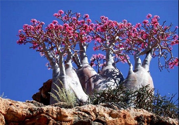 صحرای رز- این گیاه به دلیل خال خال بودن با گل های صورتی به گیاهی عشوه گر معروف است