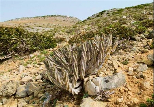 اوفوربیا اسپیرالیس- این گیاه به شکل مارپیچی رشد می کند.