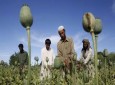 افزایش 36 درصدی کشت تریاک در افغانستان