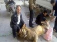 مردم سوریه از شدت گرسنگی به خوردن حیوانات باغ وحش روی آوردند