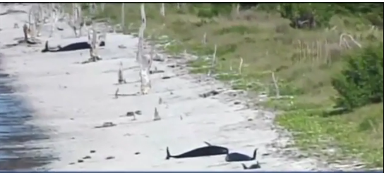 خروج دهها نهنگ از آب های عمیق اقیانوس در ساحل دریای فلوریدا