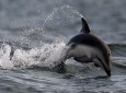 مرگ گروهی دلفینها در فلادلفیا