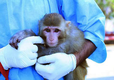Iran Brings Monkey Back Safely From Space