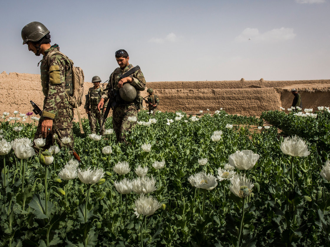 اذعان مقام امریکایی به افزایش تولید مواد مخدر پس از حضور نیروهای خارجی  در افغانستان