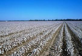 Pakistan to help Afghanistan in cotton production