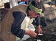 بیش از ۶۰۰ معتاد در هرات جمع آوری شد