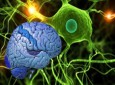 موفقیت محققان در ساختن سلول های عصبی مغز و نخاع
