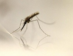 ضد حشره گیاهی موثر برای مقابله با نیش پشه ناقل مالاریا