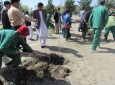 غرس 450 دسته نهال در پارک علاءالدین کابل  