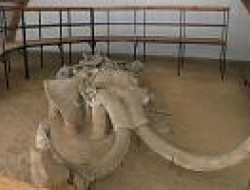 اسکلت ماموت یک میلیون ساله در راه موزه