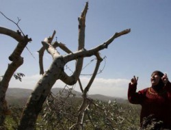 شهرک‌نشینان اسرائیلی بیش از 100 اصله درخت زیتون را ریشه کن کردند