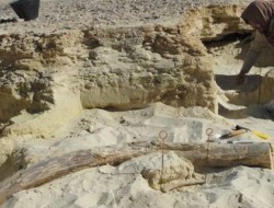 کشف عجیب درباره گذشتۀ سرسبز صحرای عربستان